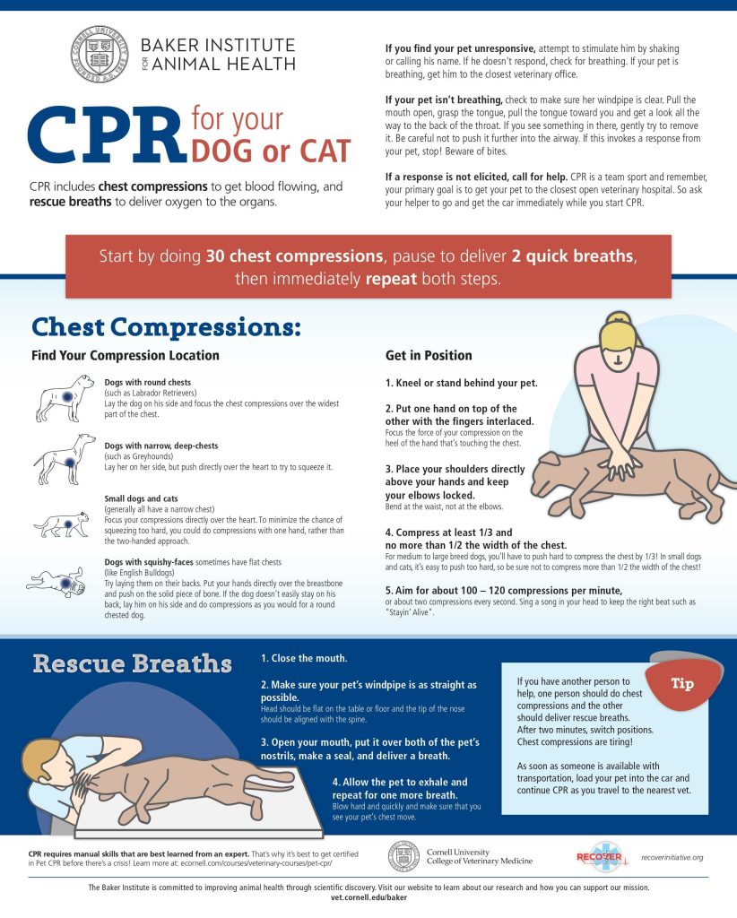 infographic CPR