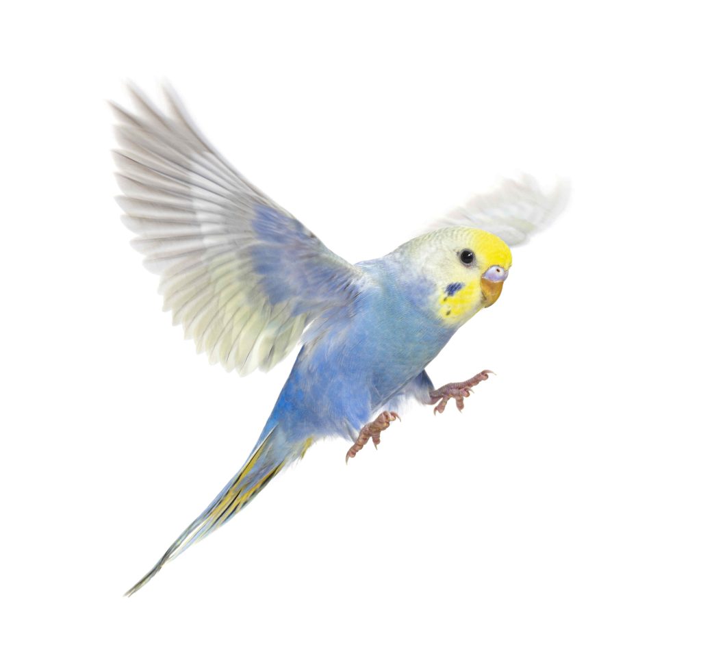 budgie fly