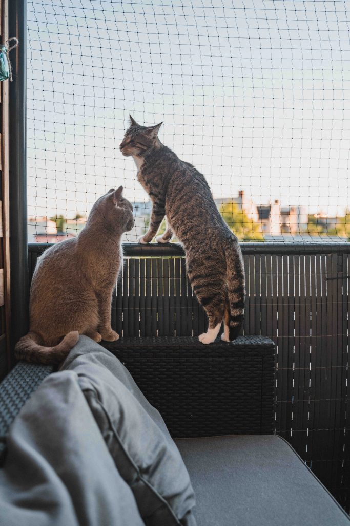 Cats, High-Rise syndrome and the Dangers of Balconies and Windows