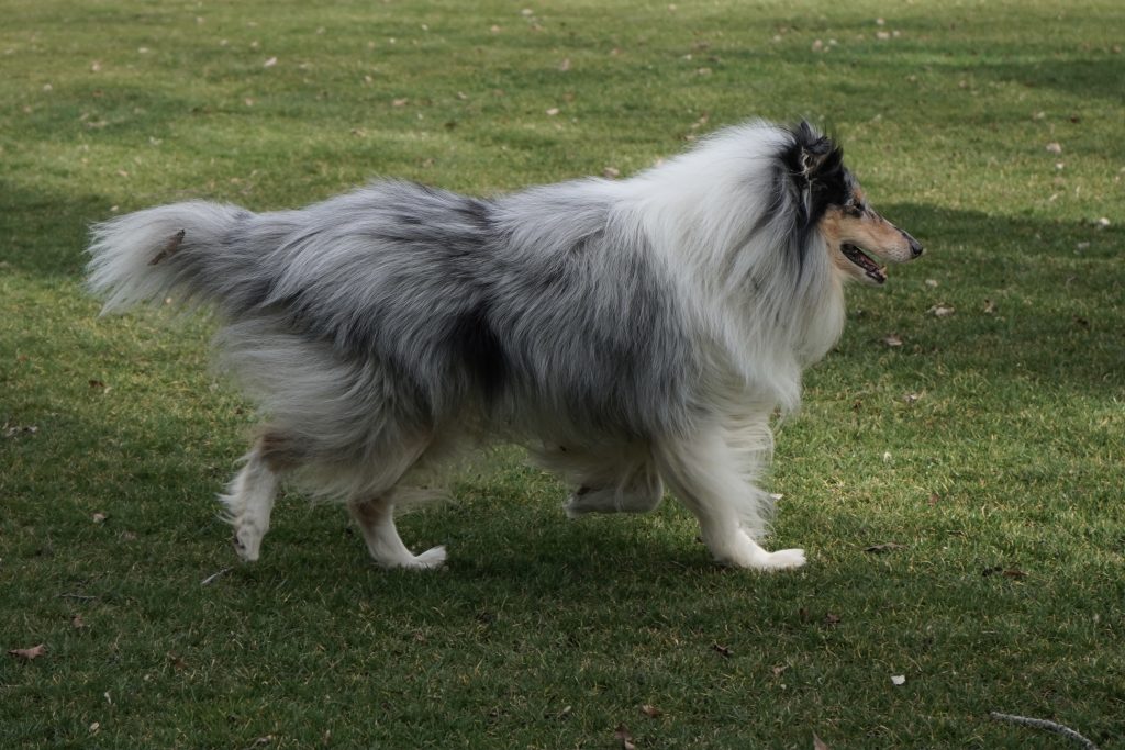 Long Haired Dog