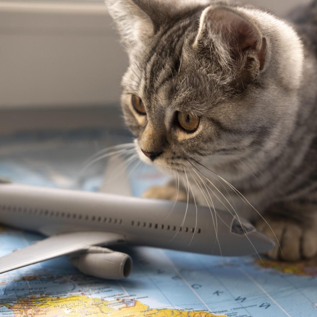 International Relocation for cats