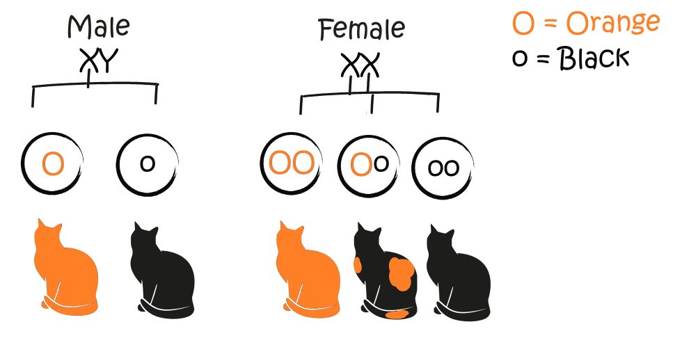 Linked Traits Coat Colour in Female and Male cats. Paw Pals