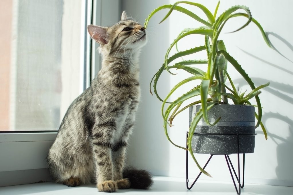 Cat-with-Plant