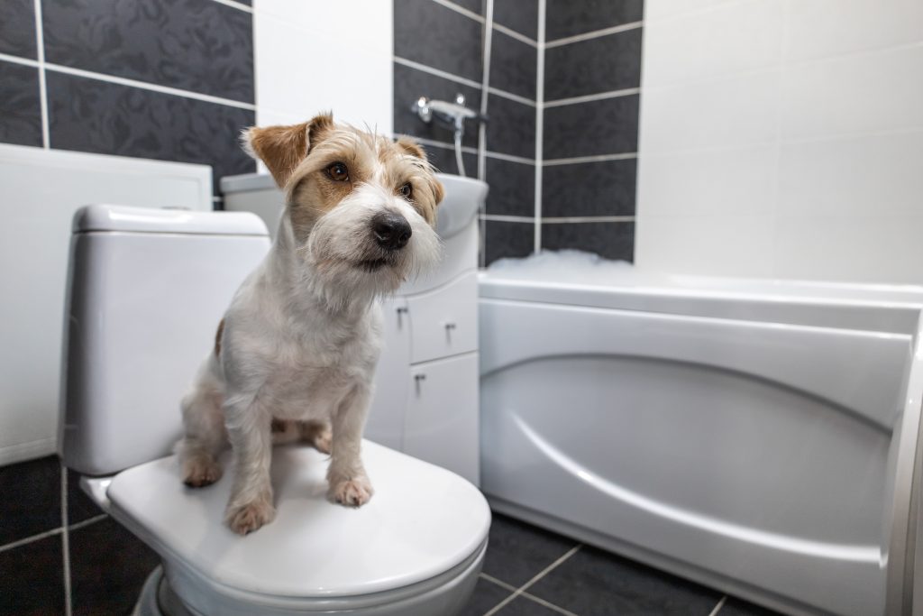 Dog-on-toilet-potty-training