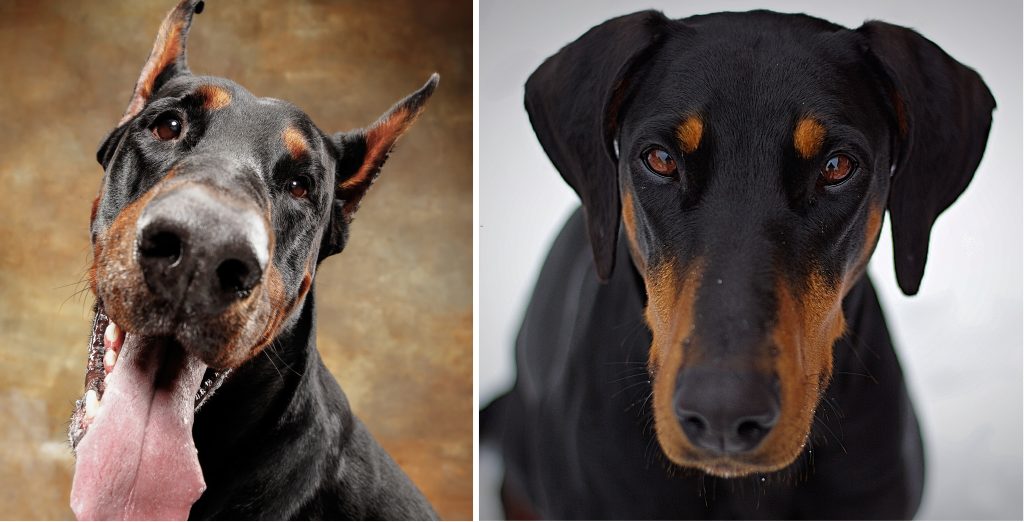 Dobermann-dog-with-intact-ears-and-cropped-ears
