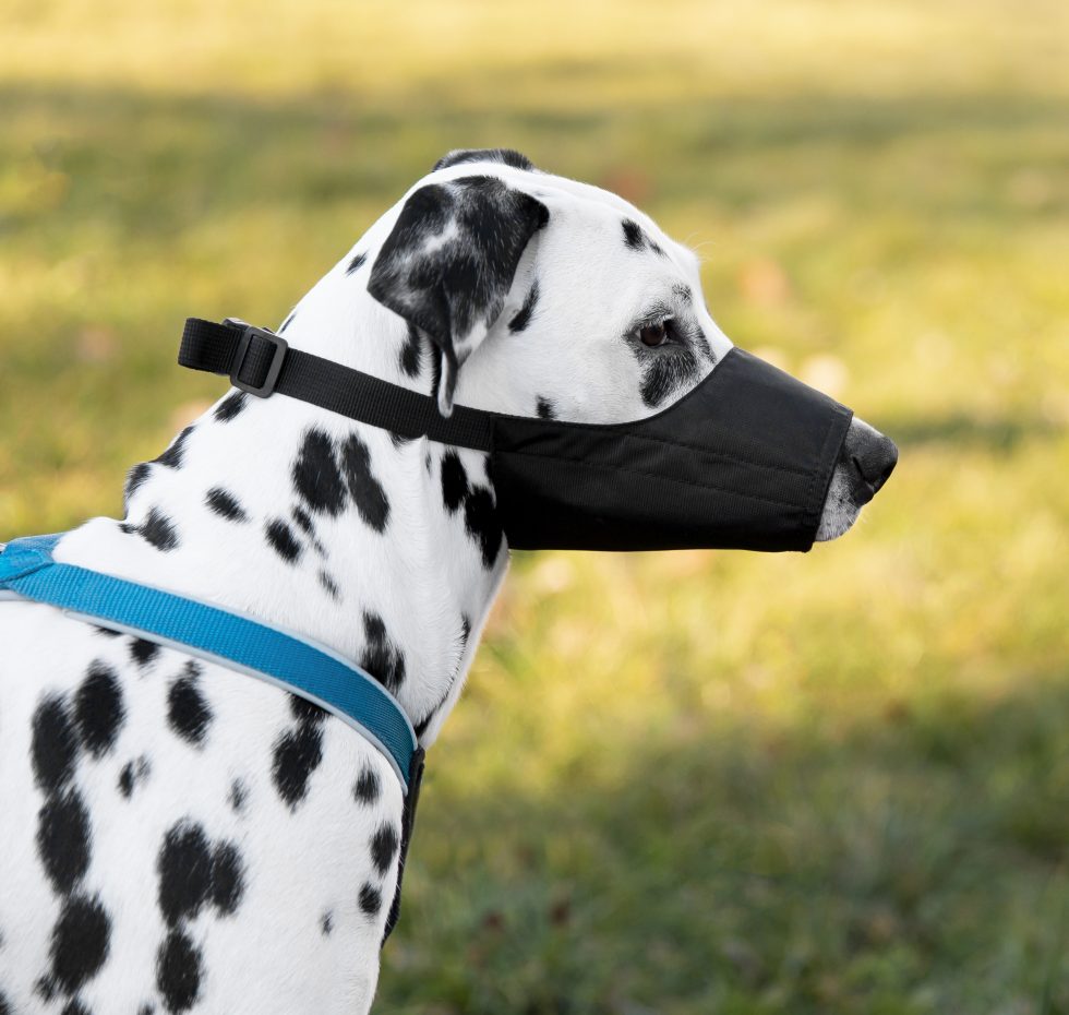 Dog Muzzles: How to Use Them Correctly | Paw Pals